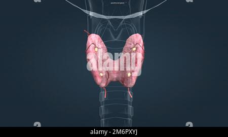 The lower two thirds of the lobes are connected by a thin band of ...