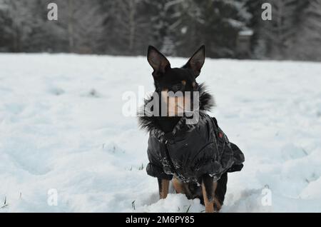 Miniature pinscher in a jacket sitting in snow Stock Photo