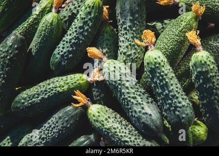 Harvested cucumbers in pile, whole cucumbers as food vegetable background, natural light Stock Photo