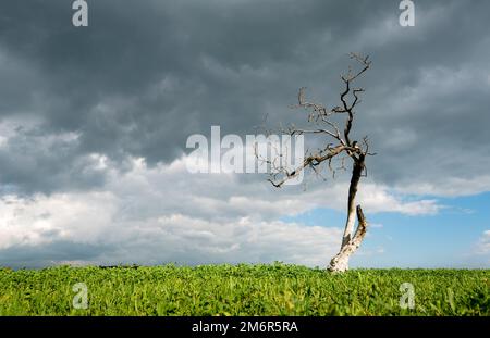 Single dry leafless tree on the grass against cloudy sky Stock Photo