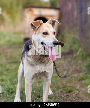 A cheerful big dog with a chain tongue sticking out. Stock Photo