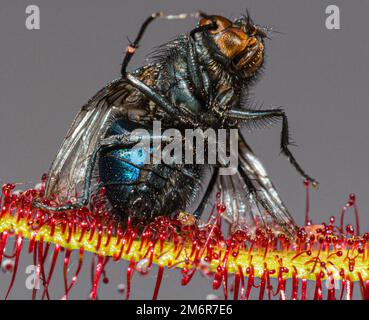 A bluebottle fly captured by the sticky tentacles of a Cape Sundew carniverous plant, Drosera Capensis Stock Photo