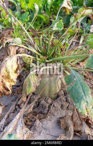 Mangelwurzel or mangold wurzel growing in agricultural field. Mangold, mangel beet, field beet, fodder beet or root of scarcity. Stock Photo