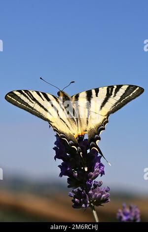Papilio podalirius or scarce swallowtail butterfly on a flowering meadow, northern Italy. Other name of this butterfly: Iphiclides podalirius Stock Photo
