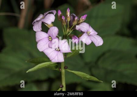 Large-flowered bittercress (Cardamine bulbifera) Inflorescence, Baden-Wuerttemberg, Germany Stock Photo