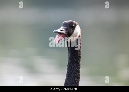 Canada goose (Branta canadensis), close-up of head of calling goose, Heiligenhaus, Germany Stock Photo