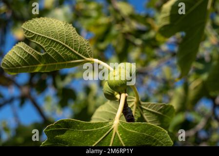 Figs on the tree, young figs, Grosseto province, Tuscany, Italy Stock Photo