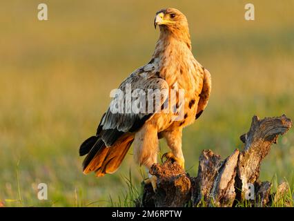 Young Spanish Imperial Eagle (Aquila adalberti), early morning, Central Spanish Steppe, Castilla-La Mancha, Spain Stock Photo