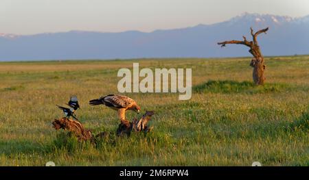 Young Spanish Imperial Eagle (Aquila adalberti), magpies, early morning, Central Spanish Steppe, Castilla-La Mancha, Spain Stock Photo