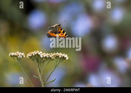 Small tortoiseshell (Aglais urticae), butterfly, flying, Hesse, Germany Stock Photo