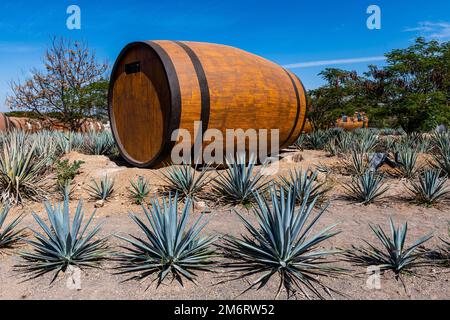 Hotel Rooms In The Form Of A Tequila Barrel In An Blue Agave Field ...