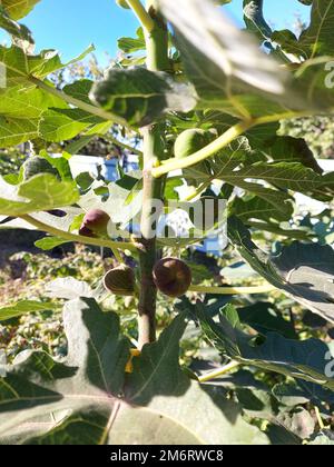 Fig tree with fruits. Summer. fruits on the tree. The fig grew on the street. A fruitful tree in hot countries. Berries on a tree. Food for vegetarians from. Bush with figs. Ripe figs . High quality photo Stock Photo
