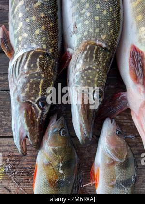 Predatory fish. Pike and perch on the table. Pike and perch with fishing tackle on nature. High quality photo Stock Photo