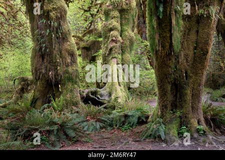 WA20872-00..... WASHINGTON - Moss covered trees in the Hoh Rainforest, Olympic National Park. Stock Photo