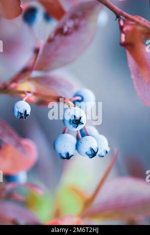 Blueberry fruits on bush in fall, Highbush huckleberry plant in autumn Stock Photo