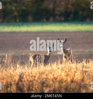 Roe deer couple standing close together on green field in sunny summer nature Stock Photo