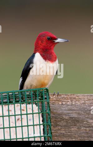 01197-03505 Red-headed Woodpecker (Melanerpes erythrocephalus) on fence near suet basket Marion Co. IL Stock Photo