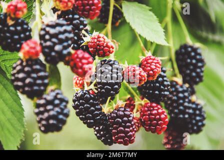 Blackberry fruit growing, ripening blackberries on branch, bramble plant in the garden Stock Photo