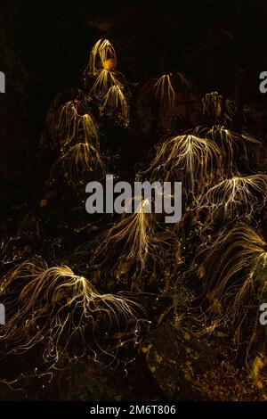 Background with glowing threads in dark Stock Photo