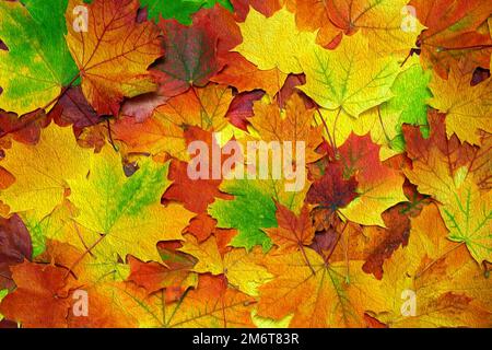 Autumn leaves painted background Stock Photo