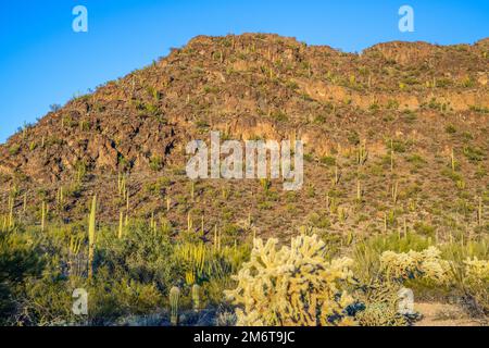 An overlooking view of Organ Pipe Cactus NM, Arizona Stock Photo