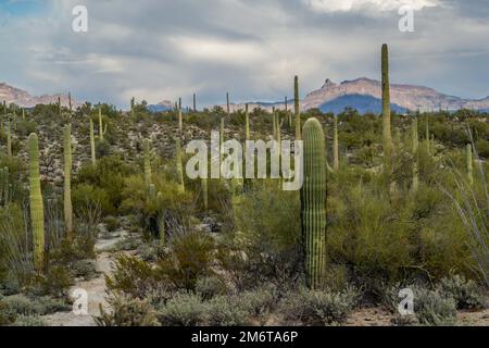An overlooking view of Organ Pipe Cactus NM, Arizona Stock Photo