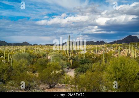 An overlooking view of Organ Pipe Cactus NM, Arizona Stock Photo
