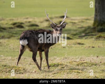 Sika Deer Stag Standing in a Meadow Stock Photo