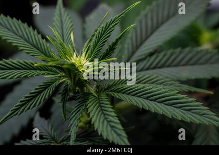 Macro Close up of Cannabis flower week 2 Stock Photo
