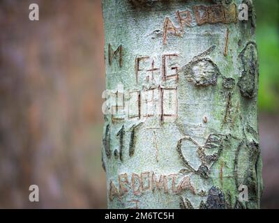 Initials of names inscribed in a heart engraved on the bark of an old beech tree Stock Photo