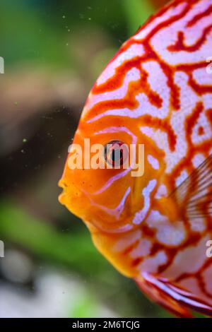 Portrait, close up of discus fish. Discus in aquarium. Stock Photo