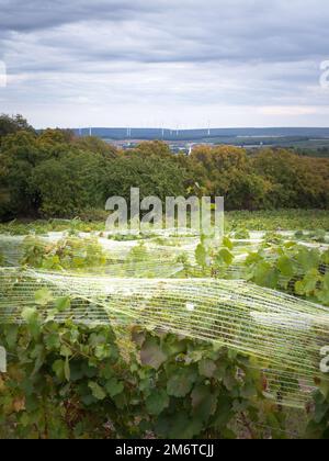 Vineyard anti bird protection netting Stock Photo