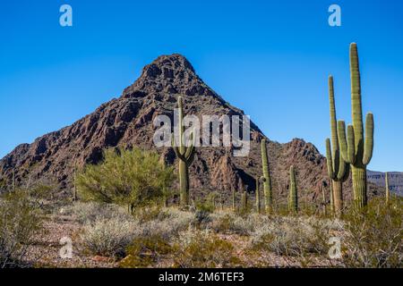 An overlooking view of Organ Pipe Cactus NM, Arizona Stock Photo