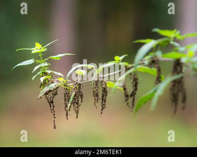 Flowering nettle in the forest Stock Photo