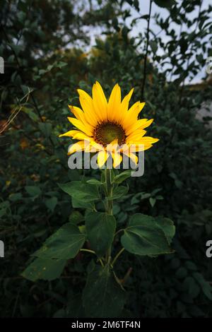 Isolated lonely sunflower on the dark green background. Close-up view Stock Photo