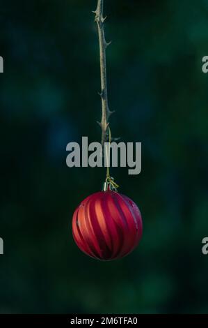 Oudoors Christmas decorations, close up of a red Christmas bauble hanging from a tree in a park / woodland in Southampton, England, UK Stock Photo