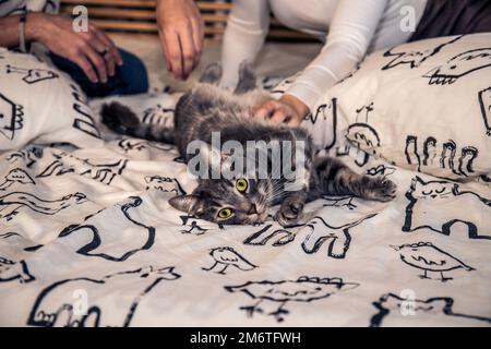 Portrait of a beautiful gray cat looking into the camera. Young couple is playing with their cat on the bed. Stock Photo