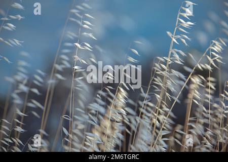 dry wild grass, weed. dried beige spikelets close-up on a blurred background of the blue sea Stock Photo
