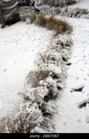 Mexican Feathergrass Lining a Path in Garden In the Snow During Winter Surrey England Stock Photo