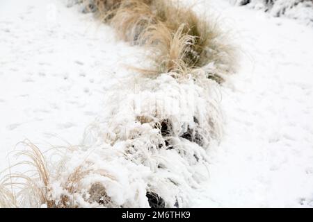 Mexican Feathergrass Lining a Path in Garden In the Snow During Winter Surrey England Stock Photo