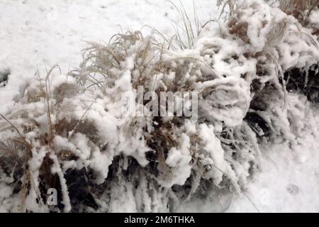 Mexican Feathergrass Lining a Path in Garden In the Snow During Winter Surrey England Stock Photo