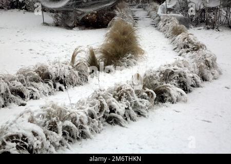 Mexican Feathergrass Lining a Path in Garden In the Snow During Winter Surrey England Stock Photo