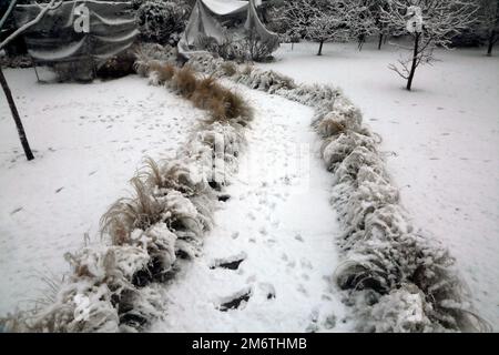 Mexican Feathergrass Lining a Path in Garden In the Snow During Winter Surrey England Stock Photo