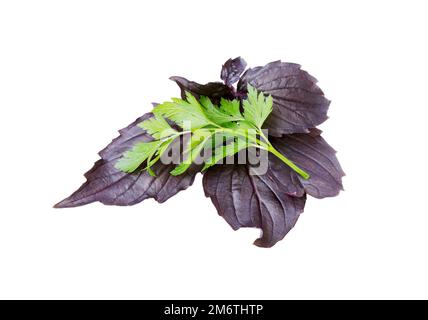 Purple dark opal basil and parsley isolated on white. Fresh herb leaves. Stock Photo