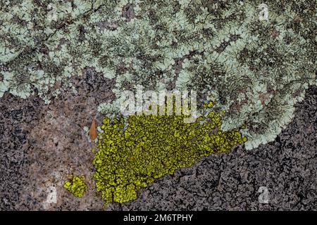 Lichens growing on rock substrate in Organ Mountains-Desert Peaks National Monument, New Mexico, USA Stock Photo