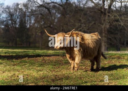 The Hirsel, country house of the Douglas-Home family. Highland cow. Stock Photo
