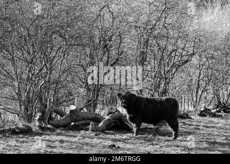 The Hirsel, country house of the Douglas-Home family. Cattle. Stock Photo