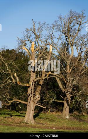 The Hirsel, country house of the Douglas-Home family. Tree damaged in Storm Arwen, 2021. Stock Photo