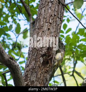 European green woodpecker (Picus viridis) on a tree near a hollow Stock Photo