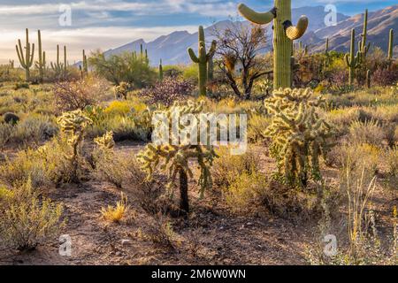 An overlooking view of Tucson, Arizona Stock Photo